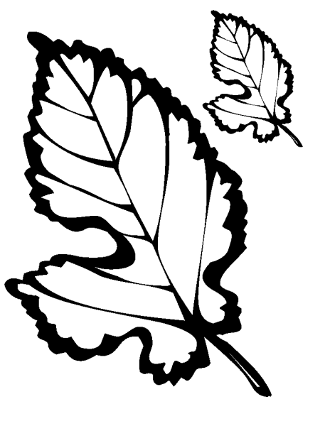 Лист тополя раскраска