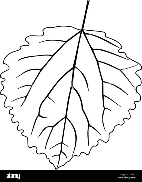 Лист осины раскраска