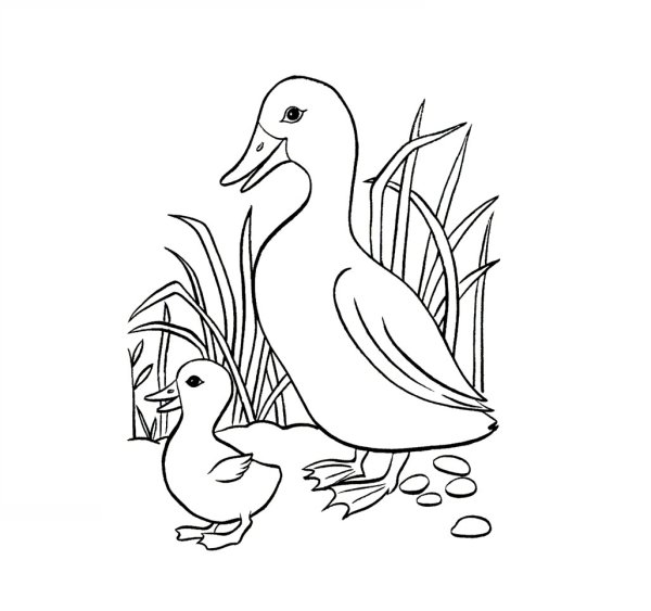 Домашние птицы. Раскраска