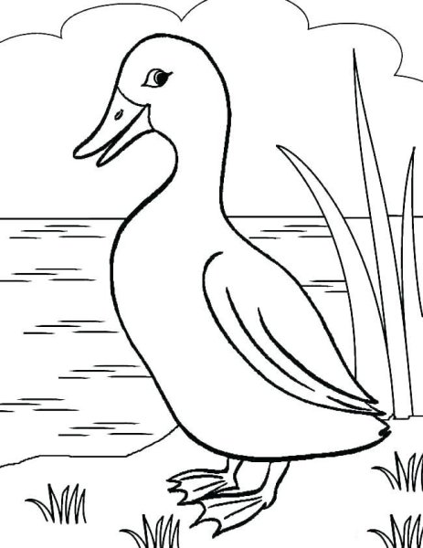 Пришвин хромка раскраска