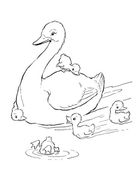 Хромка пришвин рисунок