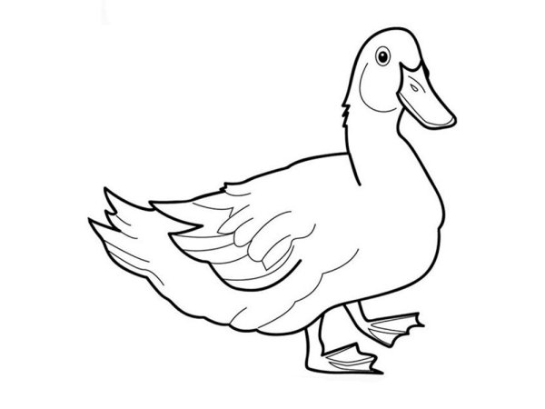 Утка раскраска для детей