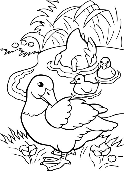 Домашние птицы. Раскраска