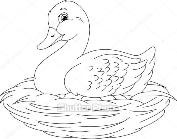 Утка в гнезде раскраски для детей