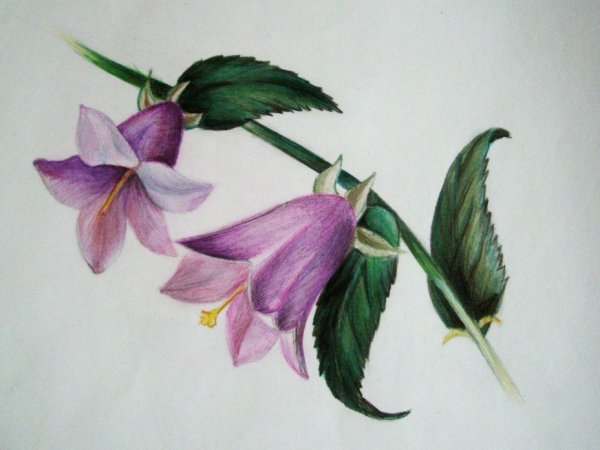 Раскраска колокольчик цветок