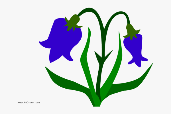 Раскраска колокольчик цветок