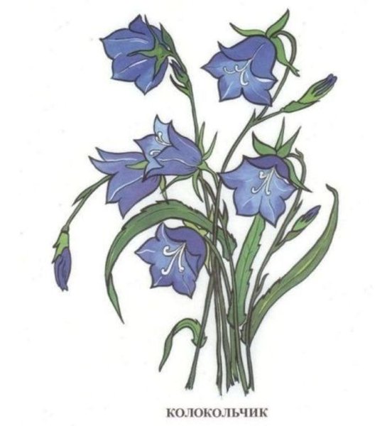 Колокольчик цветок рисование