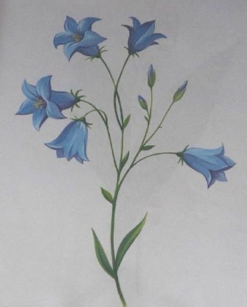 Векторный цветок колокольчик