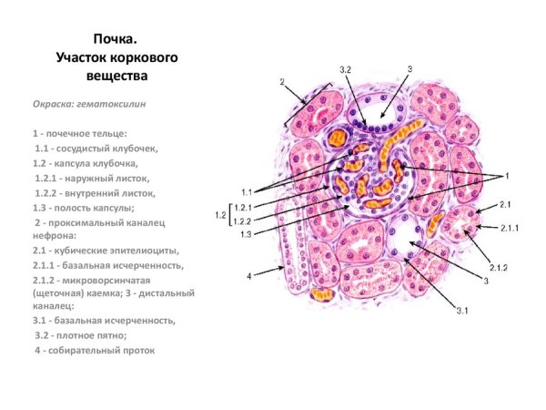 Корковое вещество почки гистология препарат