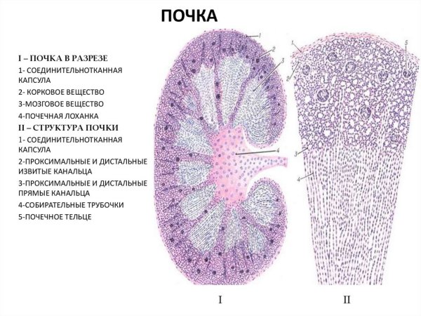 Строение паренхимы почки гистология