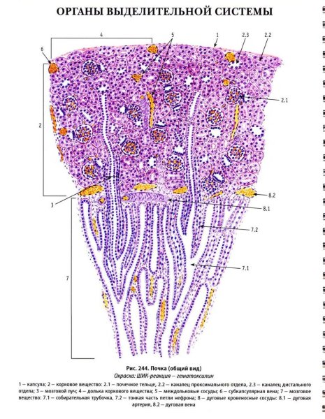 Гистологический срез почки