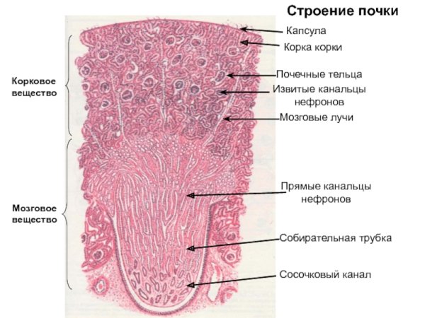 Почка человека гистология препарат