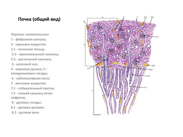 Строение мозгового вещества почки гистология