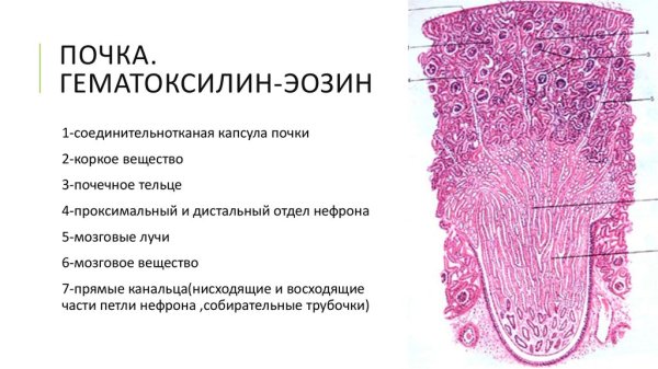 Корковое вещество почки гистология препарат