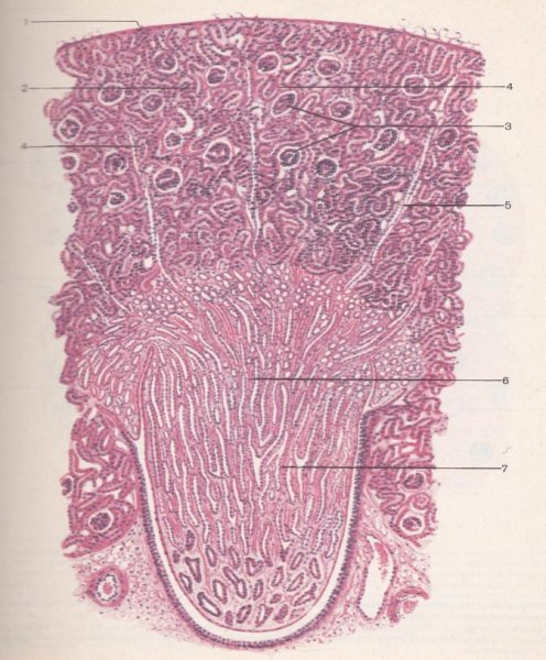 Нефрон гистология препарат