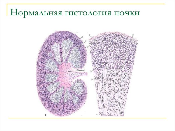 Корковое вещество почки гистология