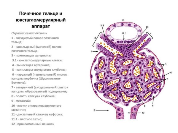Почечное тельце и юкстагломерулярный аппарат