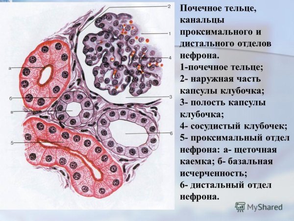 Почечные тельца гистология
