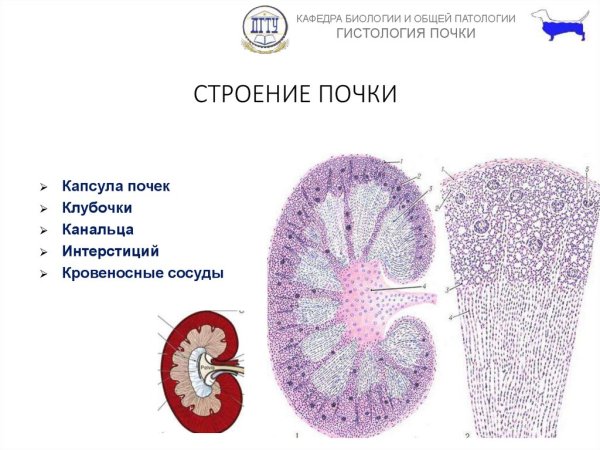 Строение почек анатомия и гистология
