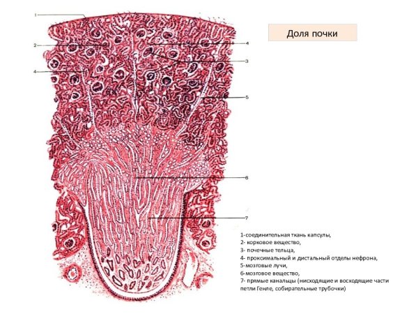 Петля Генле гистология