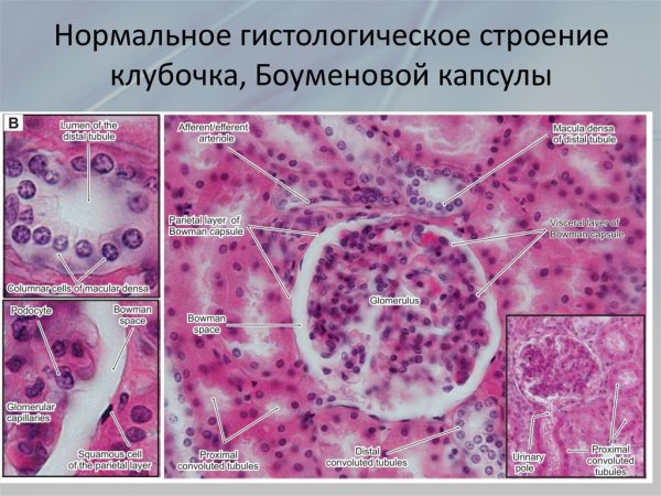 Почечный клубочек гистология