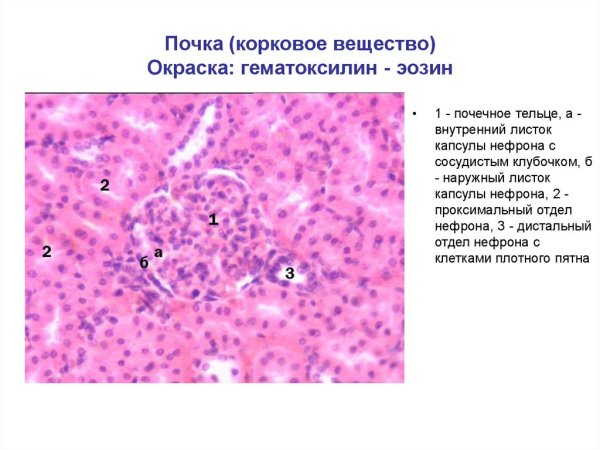 Мозговое вещество почки гистология препарат