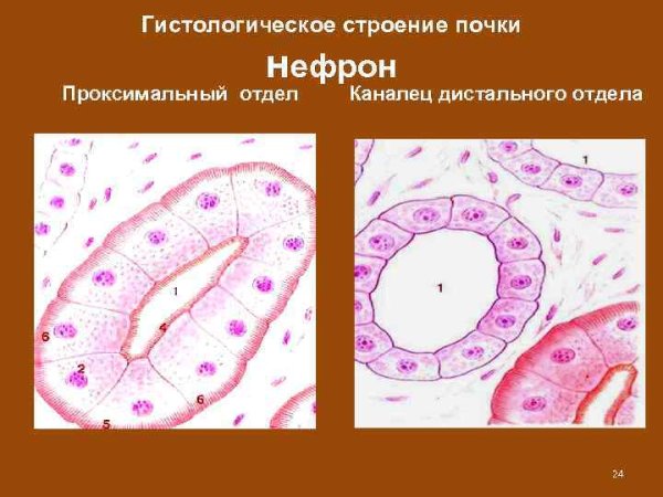 Проксимальный извитой каналец нефрона гистология