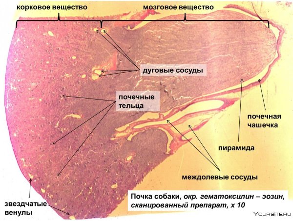 Почка крысы препарат гистология