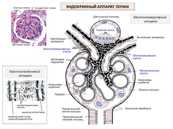 Юкстагломерулярный аппарат гистология