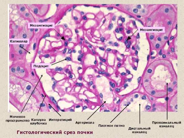 Строение клубочка почки гистология