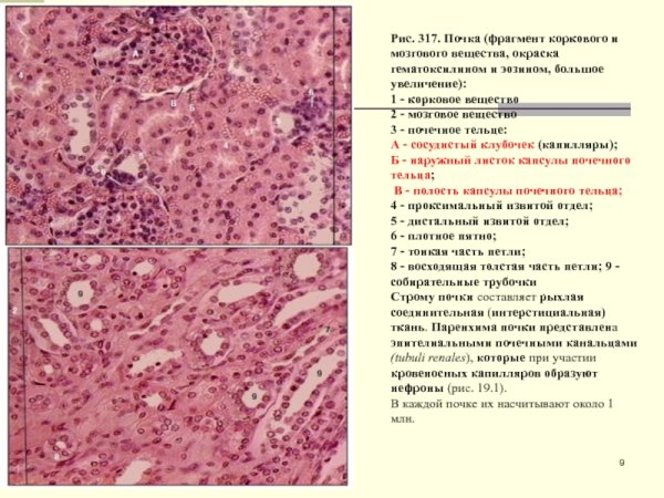 Мозговое вещество почки гематоксилин эозин