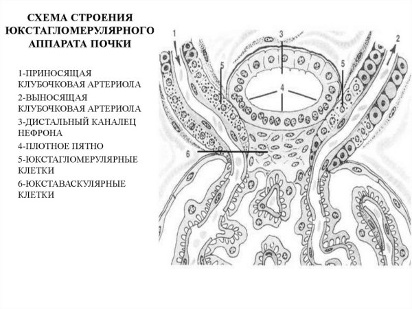 Схема юкстагломерулярного аппарата почек