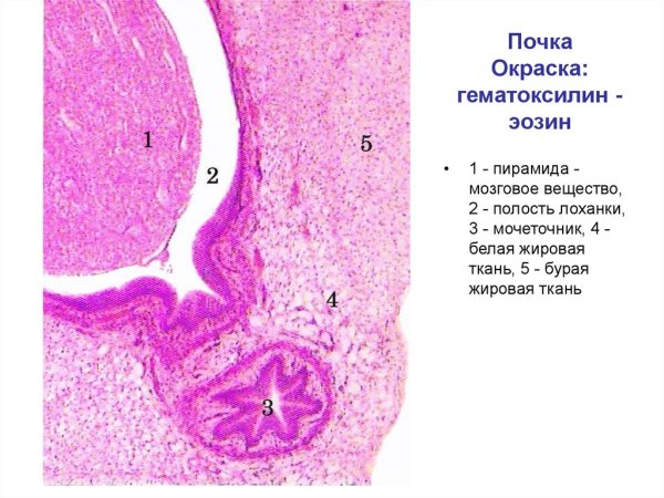 Почка (гематоксилин-эозин) препарат гистология