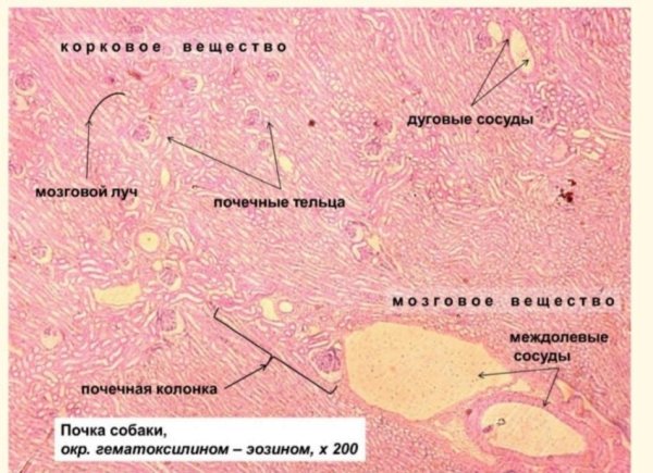 Канальцы почки гистология препарат