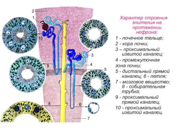 Проксимальный извитой каналец нефрона гистология