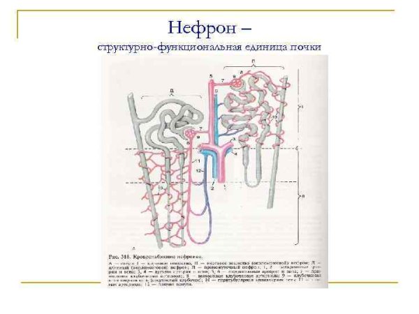 Схема строения нефрона гистология