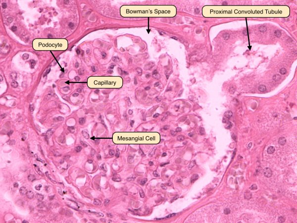 Почечный клубочек гистология