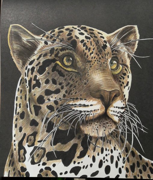 Рисование Ягуар