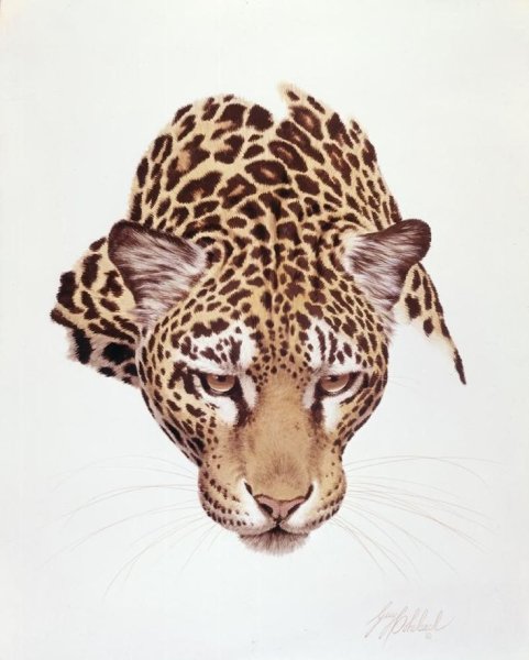 Леопард Графика