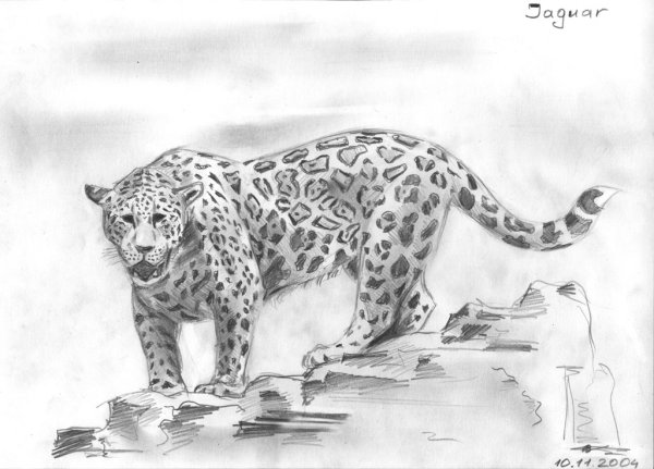 Ягуар карандашом