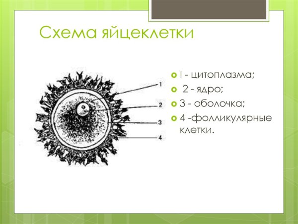 Схема строения яйцеклетки