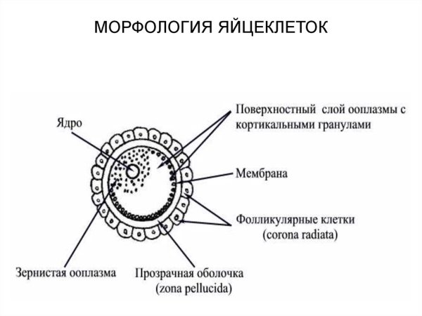 Схема микроскопического строения яйцеклетки млекопитающих