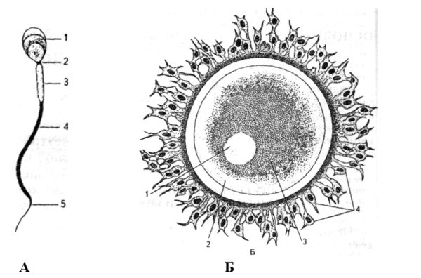 Строение половых клеток яйцеклетка