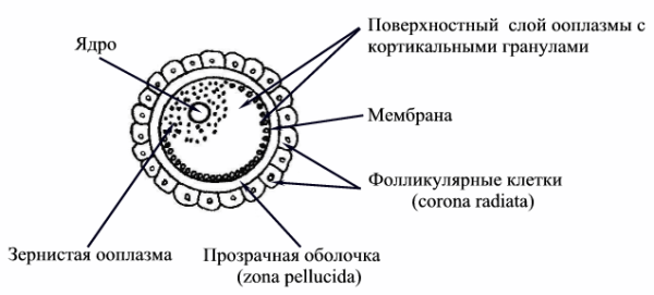Строение яйцеклетки человека схема