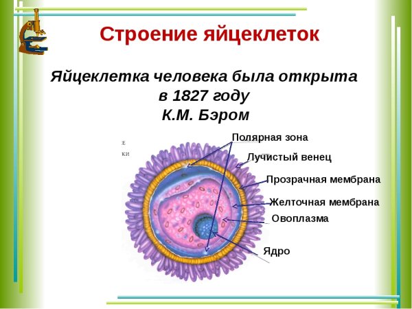 Схема строения яйцеклетки млекопитающих