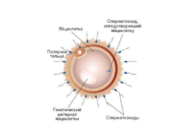 Схематическое строение яйцеклетки