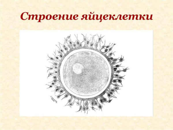 Схема строения яйцеклетки
