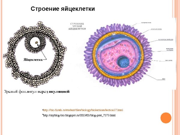 Строение яйцеклетки млекопитающего рисунок