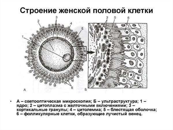 Строение яйцеклетки гистология