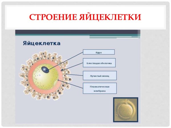 Строение яйцеклетки млекопитающего
